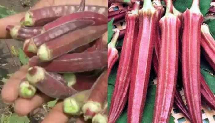 Madhya Pradesh farmer grows red ladyfinger that costs Rs 800 per kg, here’s why