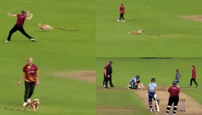 Dog invades pitch during T20 match in Ireland, runs around with ball - watch viral video
