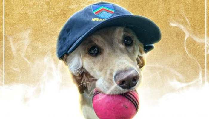 ICC gives Player of the Month award to a DOG for its ‘exceptional athleticism’ – WATCH