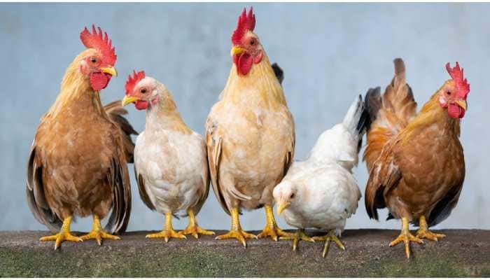 Here's why Chinese parents giving their kids 'chicken blood injections'