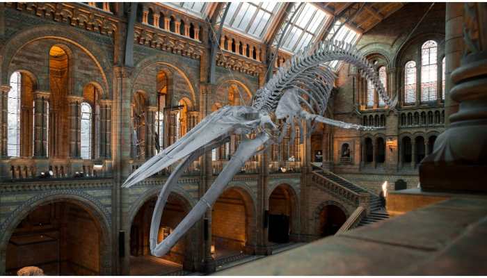 Egyptian Scientists identify over 40 mn years old fossil of four-legged prehistoric whale