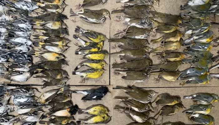 300 migrating songbirds crash into New York City skyscrapers and die in 24 hours