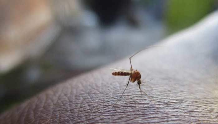 Noida on ALERT! 13 dengue cases reported as Uttar Pradesh continues to battle outbreak
