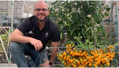 British man makes world record by growing over 800 cherry tomatoes on single stem