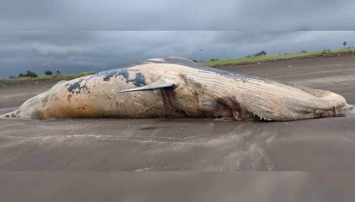 40-feet-long whale carcass washes ashore in Maharashtra&#039;s Palghar, locals click selfies