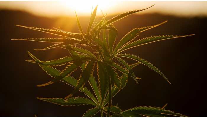 Your smartphone can tell if you have consumed marijuana