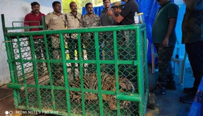 Six-month-old injured tiger cub recovering after being rescued - Watch