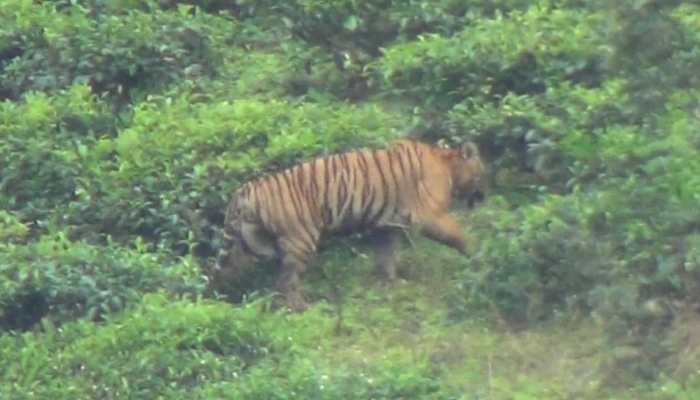 Capturing is top priority, say officials as hunting order issued for a wild Tiger in Mudumalai