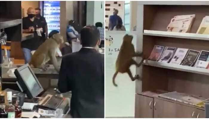 Monkey&#039;s day out! Mammal spotted at buffet table in IGI airport - Watch funny video