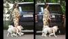 Malaika Arora Pet dog