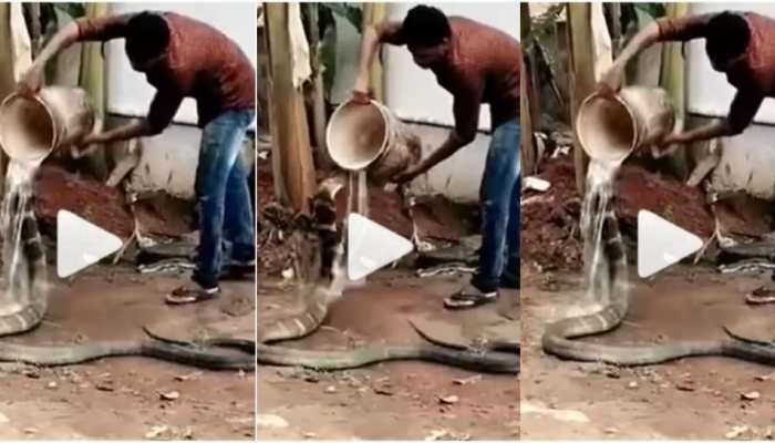Video of man bathing and feeding snake wins the internet- Watch viral video 