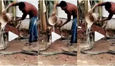 Video of man bathing and feeding snake wins the internet- Watch viral video 