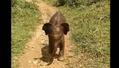 Tamil Nadu forest officials reunite baby elephant separated from herd