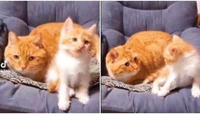 Mama cat startles little kitten with weird noises: Watch hilarious video