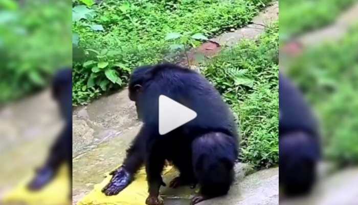  &#039;Atmanirbhar&#039; Chimpanzee washes clothes like humans, video goes viral on the Internet -- Watch