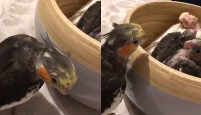 Peekaboo! Awwdorable video of parrot playing with bird babies go viral on internet- Watch