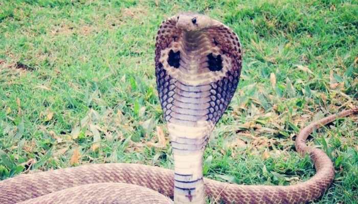 Shocking! Man used cobra to kill wife, convicted by Kerala court