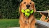 Goodest boy! Golden retriever sets world record for holding 6 tennis balls in his mouth