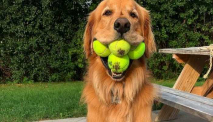 Goodest boy! Golden retriever sets world record for holding 6 tennis balls in his mouth
