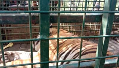 Wild tiger MDT-23 captured by forest dept; to be treated at Mysore zoo