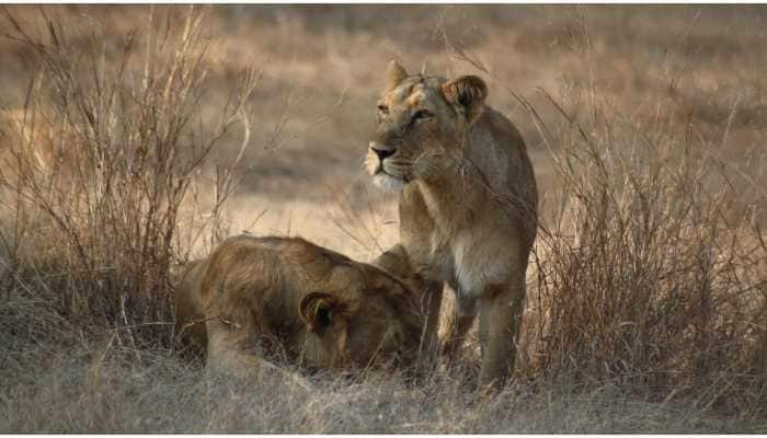 Jungle safari in Gujarat’s Gir forest opens to public after four months