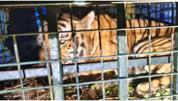 Wild Tiger MDT-23 recovering well, treatment continues at Mysore zoo