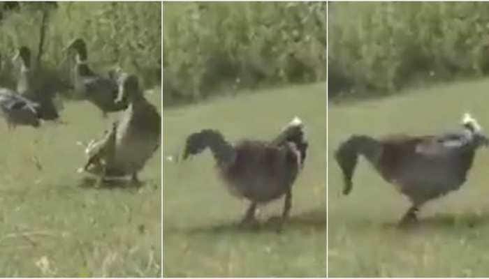 Nice moves! Duck does a &#039;moonwalk&#039;, reminds netizens of Michael Jackson - Watch