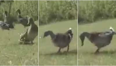 Nice moves! Duck does a 'moonwalk', reminds netizens of Michael Jackson - Watch