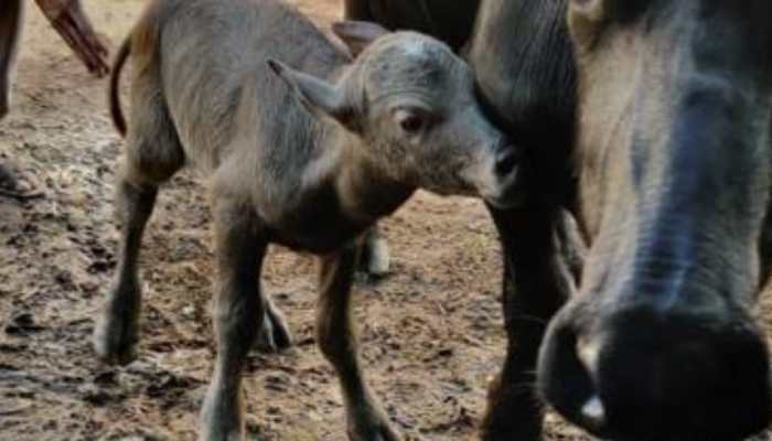 First IVF calf of Banni buffalo breed born in Gujarat&#039;s Gir Somnath