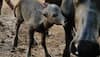 First IVF calf of Banni buffalo breed born in Gujarat's Gir Somnath