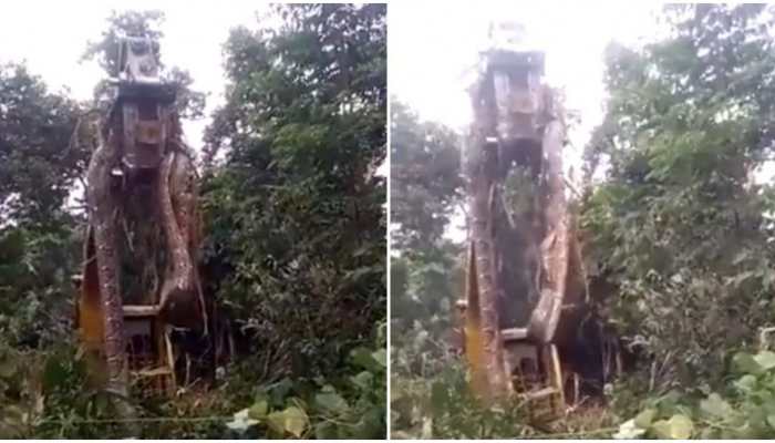 Massive python lifted by crane, viral video will gives you goosebumps - Watch