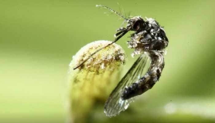 Centre rushes multidisciplinary team to Kanpur after city reports Zika virus case