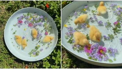 Tough day at work? This video of adorable fuzzy ducklings will release your stress- Watch
