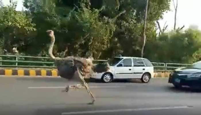 Ostrich joins the &#039;rat race&#039;! Viral video from busy Lahore street has netizens in splits