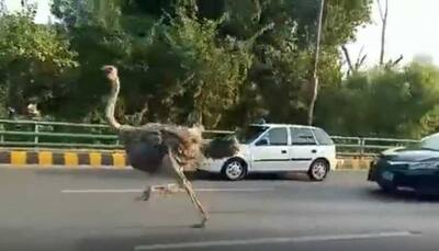Ostrich joins the 'rat race'! Viral video from busy Lahore street has netizens in splits