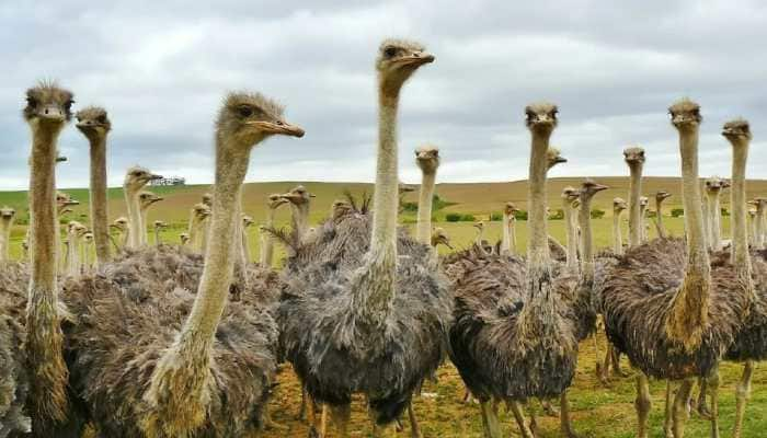 5 ostriches die mysteriously at Chennai Zoo; officials await test reports