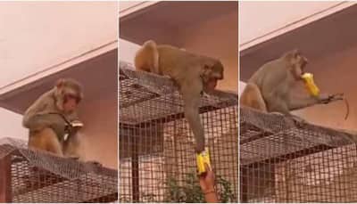 Exchange offer! Monkey gives back glasses it stole in return for a treat, netizens are amused - Watch