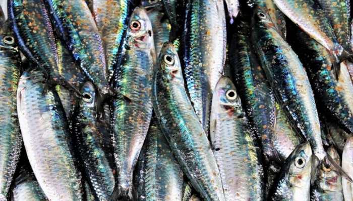 Locals blame China as Arunachal Pradesh river turns black, thousands of fish die