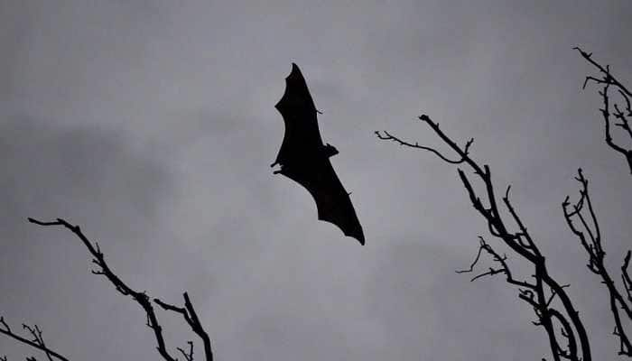 Nipah virus: Will it cause the next pandemic and can it be prevented? 