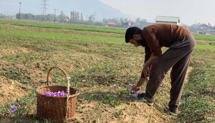 Kashmir sees bumper saffron harvest, farmers seek revision in rates