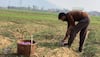 Kashmir sees bumper saffron harvest, farmers seek revision in rates