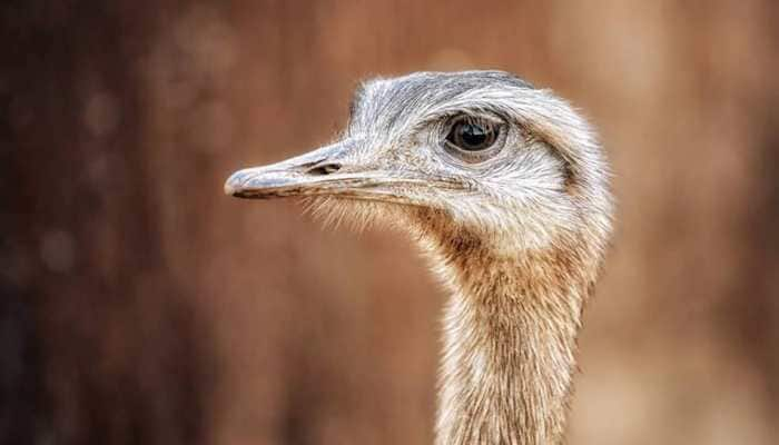 7 Ostriches at Chennai Zoo succumb to unknown illness in seven days