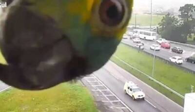 Cute parrot plays peekaboo with traffic camera in viral video, leaves netizens in splits- Watch 