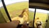 Tourist pets lion through open window, watch what happens next! 