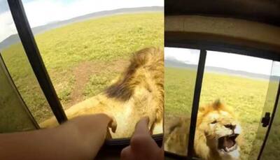 Tourist pets lion through open window, watch what happens next! 