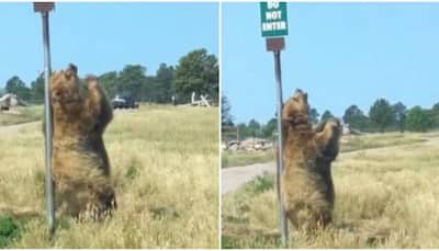 Un-bear-able! Bear scratches back using pole, internet cannot keep calm - Watch