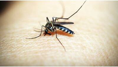 Delhi reels under dengue: 9 dead, total cases touch 2,700