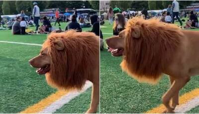 Dog in lion costume with fake mane leaves internet in splits, adorable video goes viral