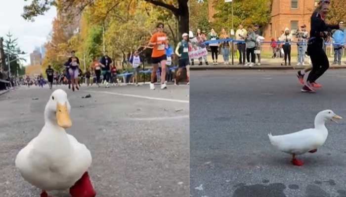 Too cute! Duck runs in New York City Marathon, watch viral video