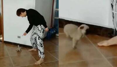Viral video of man’s dance battle with a little pug will win your heart, watch adorable clip here